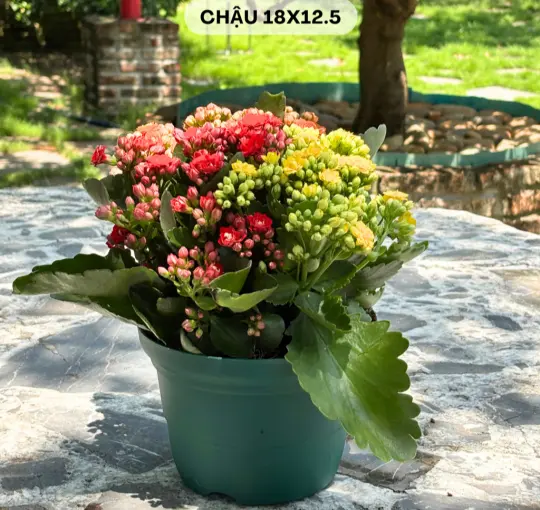 CHẬU NHỰA 18