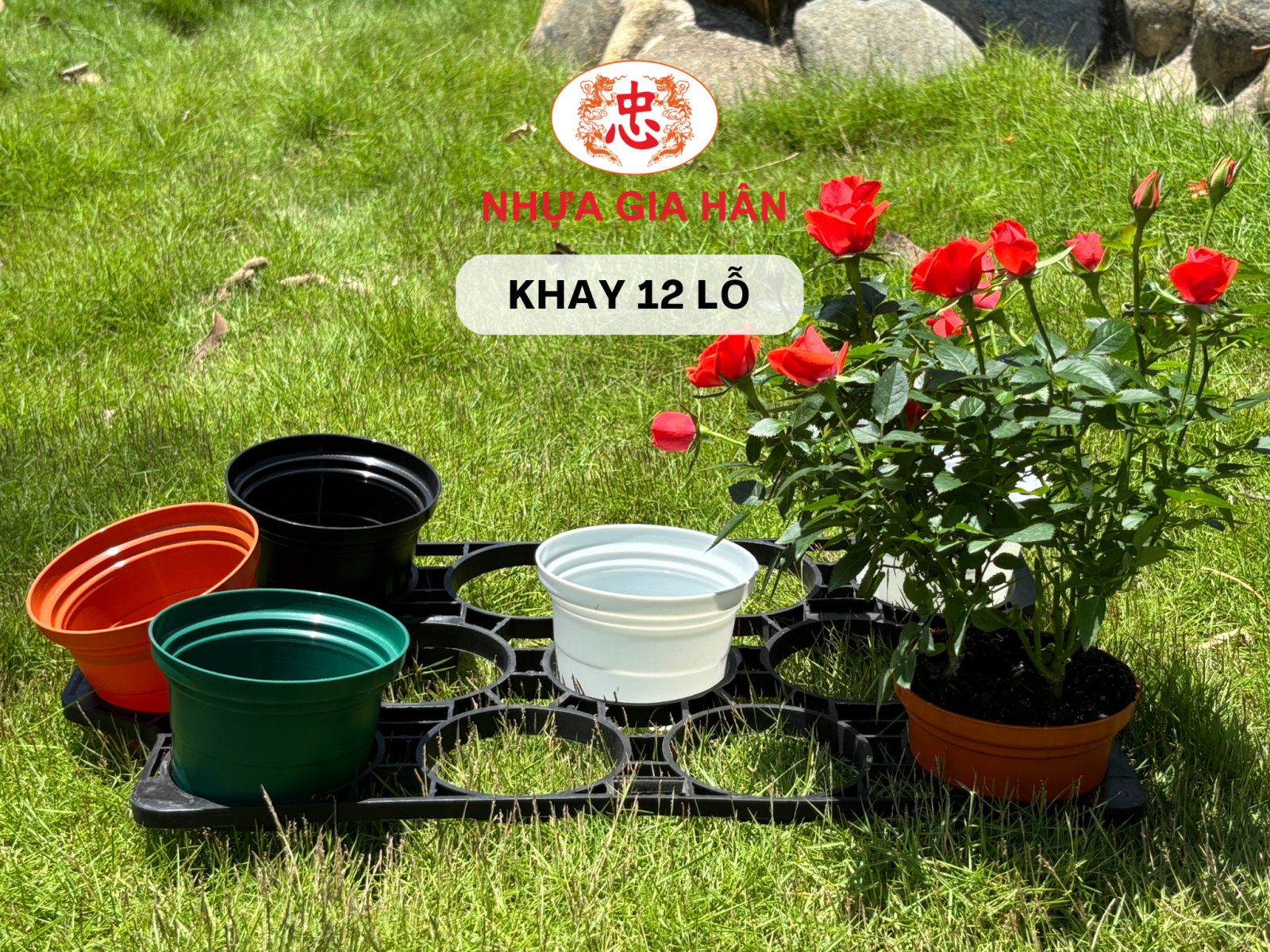 khay nhựa 12 lỗ