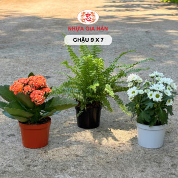 CHẬU NHỰA 9X7 - Ảnh 3